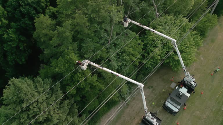 How Our Tree Care Process Works  in Cedar Hills, UT